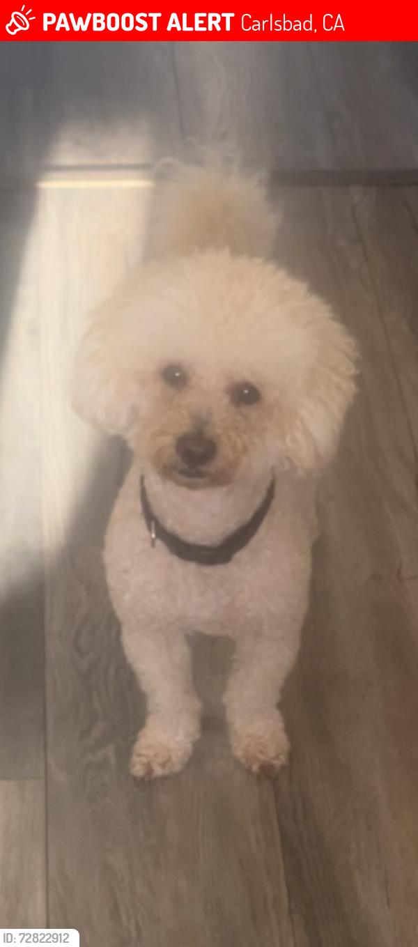 Lost Male Dog last seen Sunnyhill , Carlsbad, CA 92008