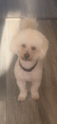 Lost Male Dog last seen Sunnyhill , Carlsbad, CA 92008