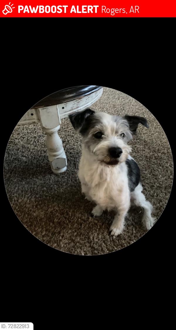 Lost Male Dog last seen Post rd, Rogers, AR 72758