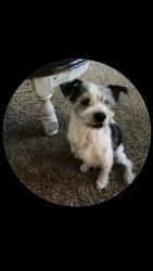Lost Male Dog last seen Post rd, Rogers, AR 72758