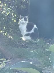 Found/Stray Unknown Cat last seen Train station Waitara, Greenbrier, AR 72058