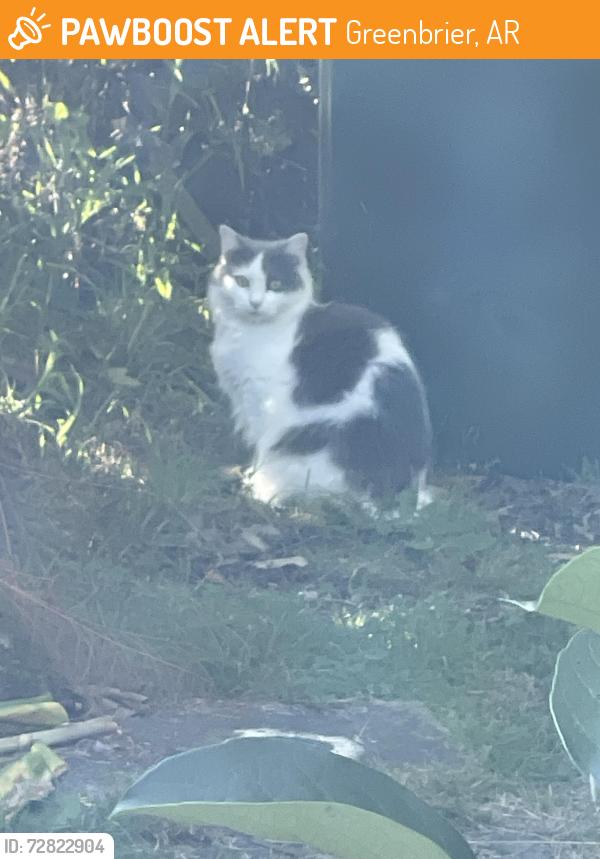 Found/Stray Unknown Cat last seen Train station Waitara, Greenbrier, AR 72058