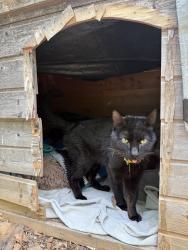 Found/Stray Male Cat last seen Near South View Rd and Wake Forest Hwy, Durham County, NC 27703