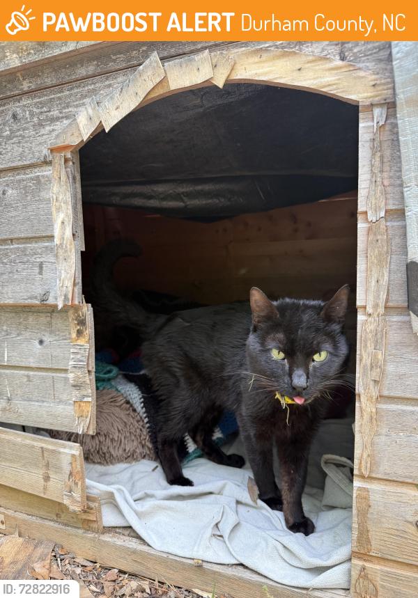 Found/Stray Male Cat last seen Near South View Rd and Wake Forest Hwy, Durham County, NC 27703