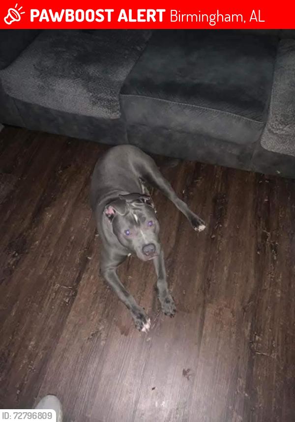 Lost Male Dog last seen Grasselli ave Sw , Birmingham, AL 35221