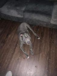 Lost Male Dog last seen Grasselli ave Sw , Birmingham, AL 35221