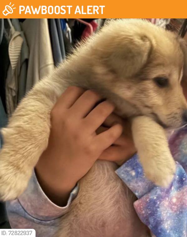 Found/Stray Unknown Dog last seen  Bonnie dr, Montalvin Manor, CA 94806