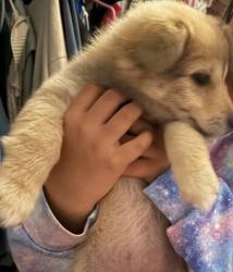 Found/Stray Unknown Dog last seen  Bonnie dr, Montalvin Manor, CA 94806