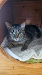 Found/Stray Female Cat last seen El Dorado Park Tennis Courts, Long Beach, CA 90815
