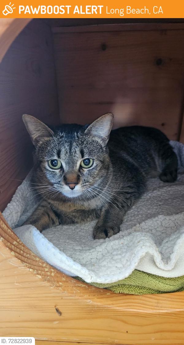 Found/Stray Female Cat last seen El Dorado Park Tennis Courts, Long Beach, CA 90815
