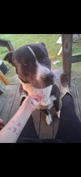 Lost Male Dog last seen 4504/235, Cherokee County, TX 75766