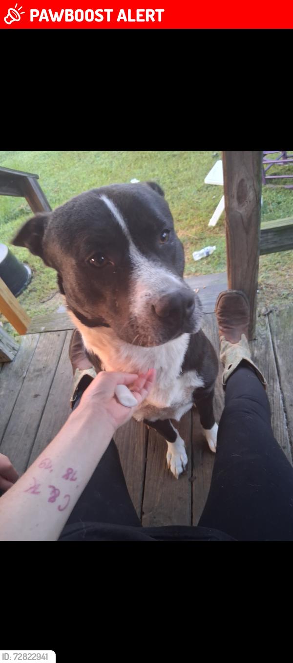 Lost Male Dog last seen 4504/235, Cherokee County, TX 75766
