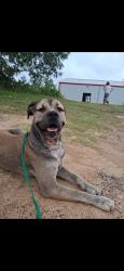 Lost Male Dog last seen 4504/235, Cherokee County, TX 75766