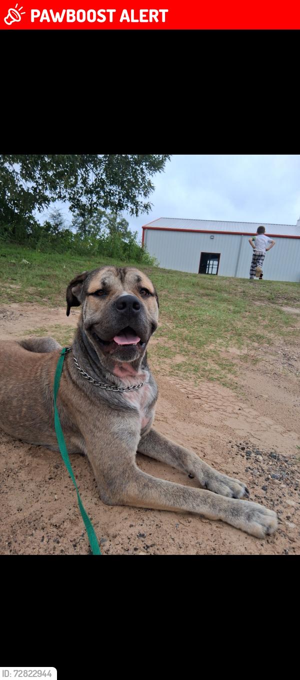 Lost Male Dog last seen 4504/235, Cherokee County, TX 75766