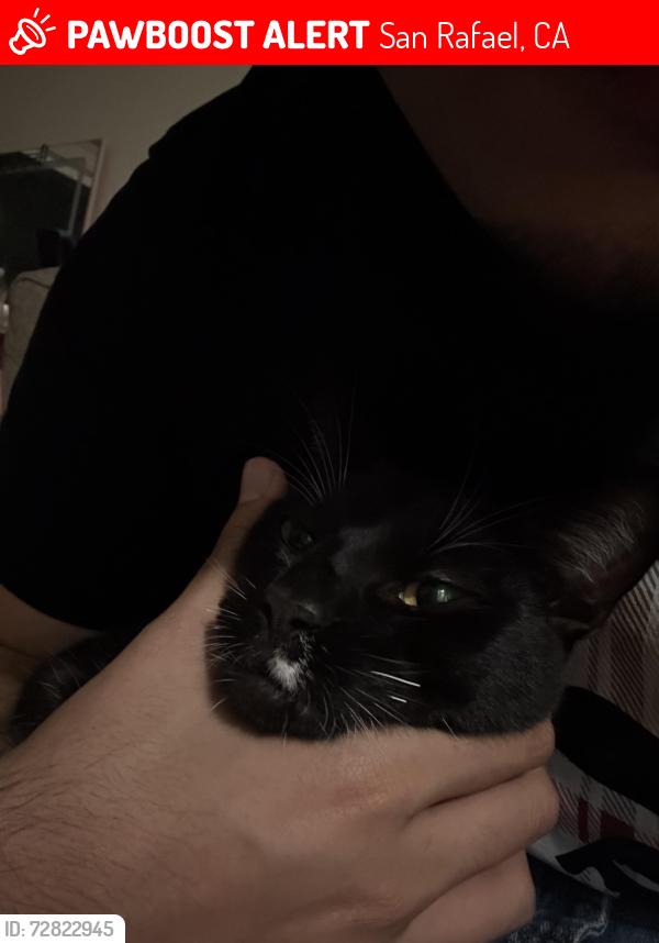 Lost Male Cat last seen Near chaning way apt 113, San Rafael, CA 94903