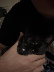 Lost Male Cat last seen Near chaning way apt 113, San Rafael, CA 94903