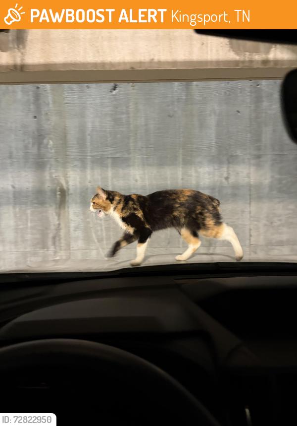 Found/Stray Unknown Cat last seen Lower parking grge, Kingsport, TN 37660