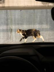 Found/Stray Unknown Cat last seen Lower parking grge, Kingsport, TN 37660