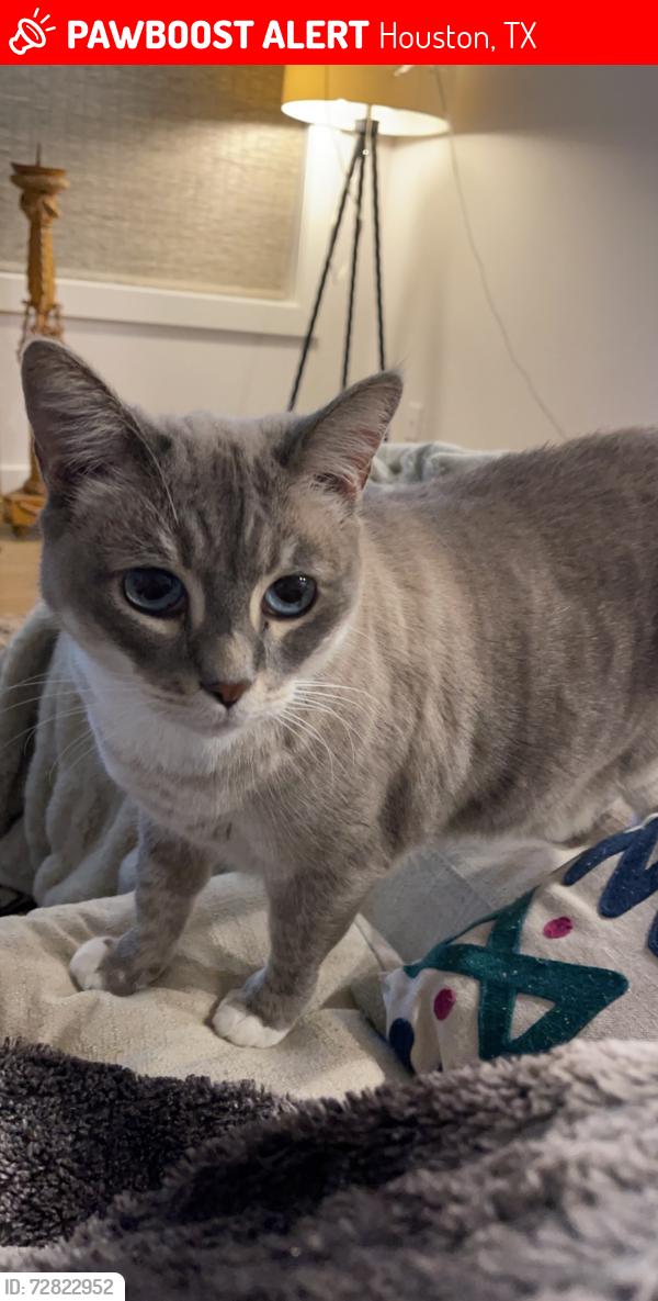Lost Female Cat last seen White Oak Dr., Houston, TX 77009