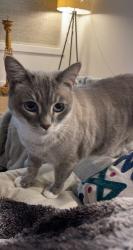 Lost Female Cat last seen White Oak Dr., Houston, TX 77009