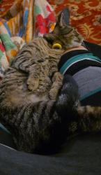 Lost Male Cat last seen Washington ave evansville indiana , Evansville, IN 47708