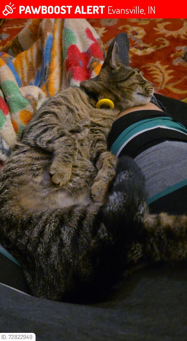 Lost Male Cat last seen Washington ave evansville indiana , Evansville, IN 47708