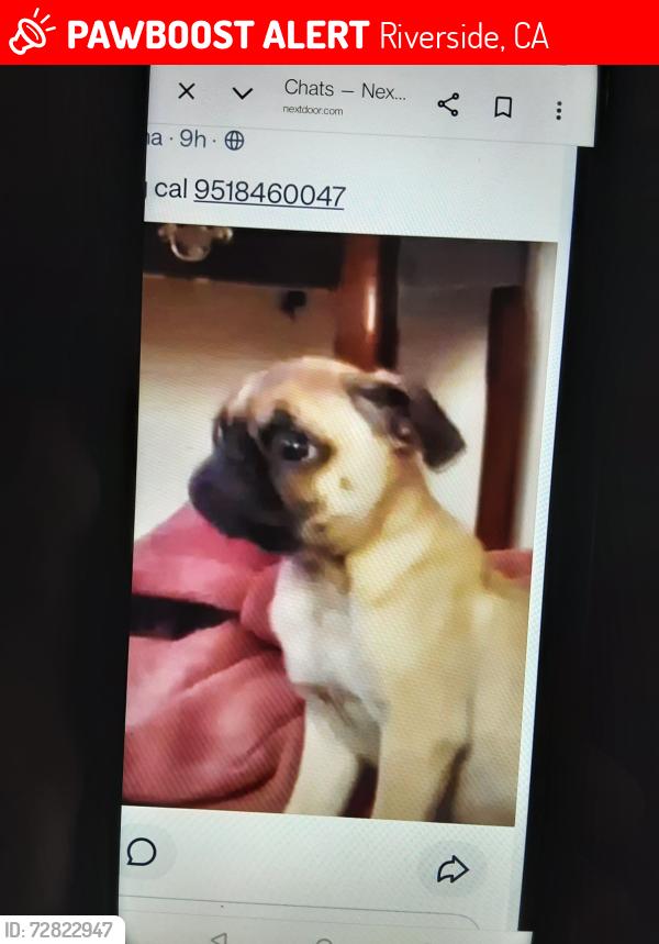 Lost Male Dog last seen Center and Iowa or highgrove ca, Riverside, CA 92507