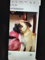 Lost Male Dog last seen Center and Iowa or highgrove ca, Riverside, CA 92507
