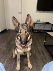 Lost Female Dog last seen 67th ave and broadway , Phoenix, AZ 85004