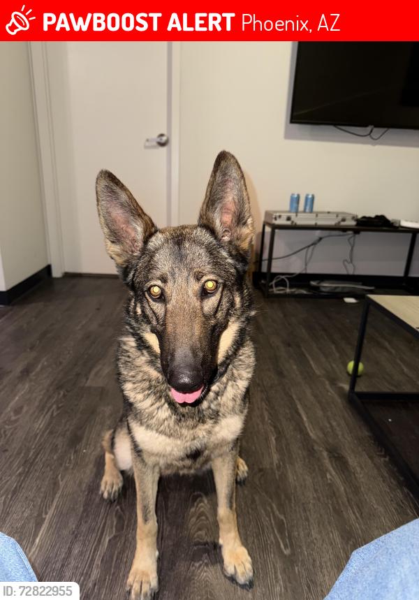 Lost Female Dog last seen 67th ave and broadway , Phoenix, AZ 85004