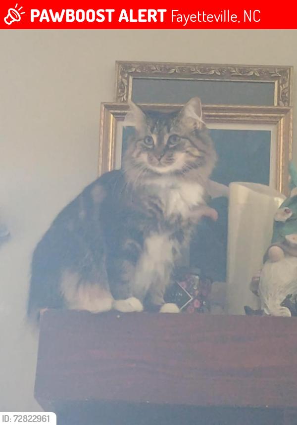 Lost Female Cat last seen Torchie and rhemish, Fayetteville, NC 28304