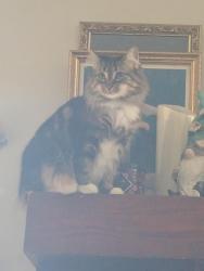 Lost Female Cat last seen Torchie and rhemish, Fayetteville, NC 28304