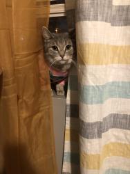 Lost Female Cat last seen I don’t know police let her go please help me , Middlesex Township, PA 17013