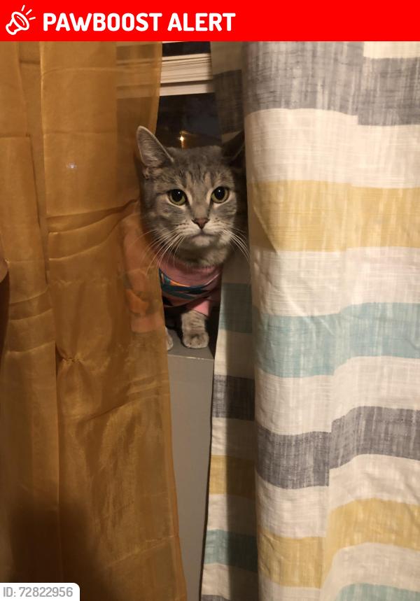 Lost Female Cat last seen I don’t know police let her go please help me , Middlesex Township, PA 17013