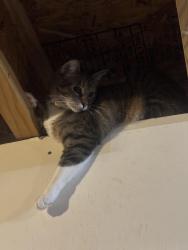 Lost Female Cat last seen E 33rd and Dubuque ave , Des Moines, IA 50317