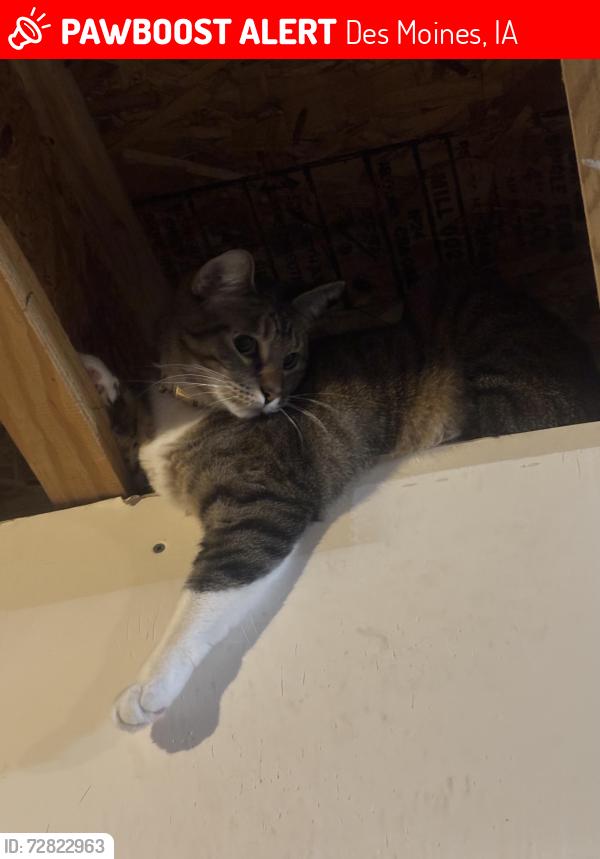 Lost Female Cat last seen E 33rd and Dubuque ave , Des Moines, IA 50317