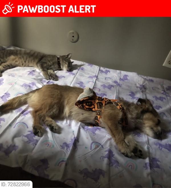 Lost Female Cat last seen I don’t know , Middlesex Township, PA 17013