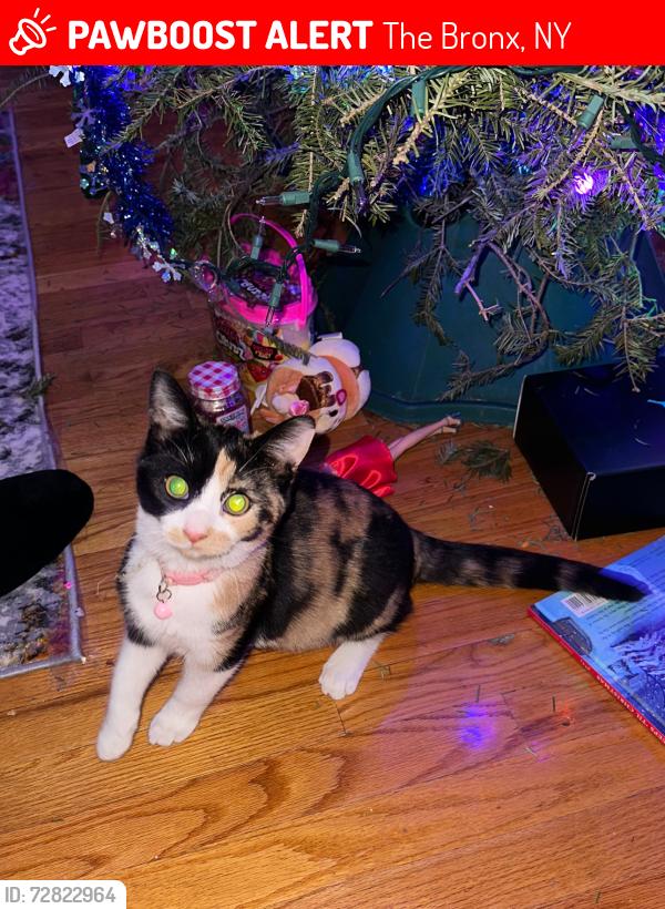 Lost Female Cat last seen Barnes Ave Bronxdale Ave , The Bronx, NY 10462