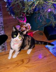 Lost Female Cat last seen Barnes Ave Bronxdale Ave , The Bronx, NY 10462