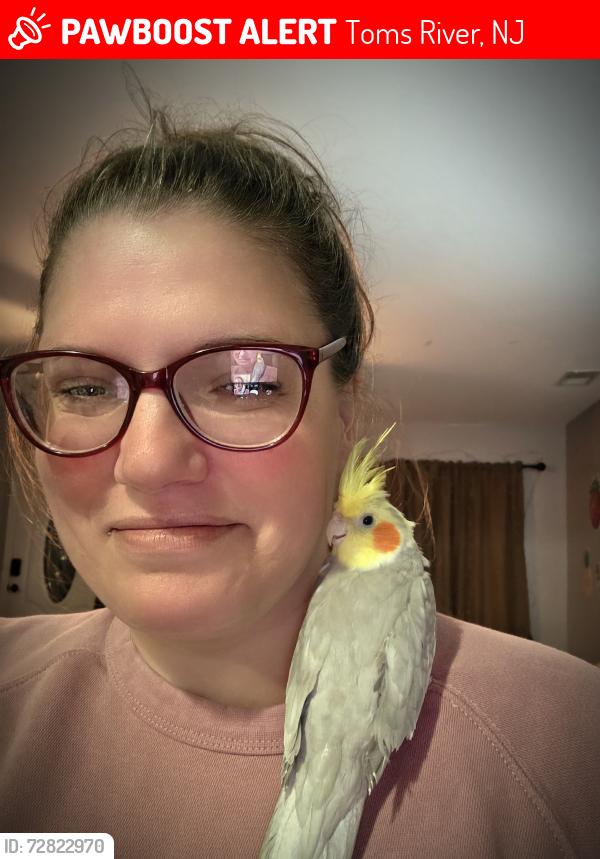 Lost Male Bird last seen Near iberis lane , Toms River, NJ 08753
