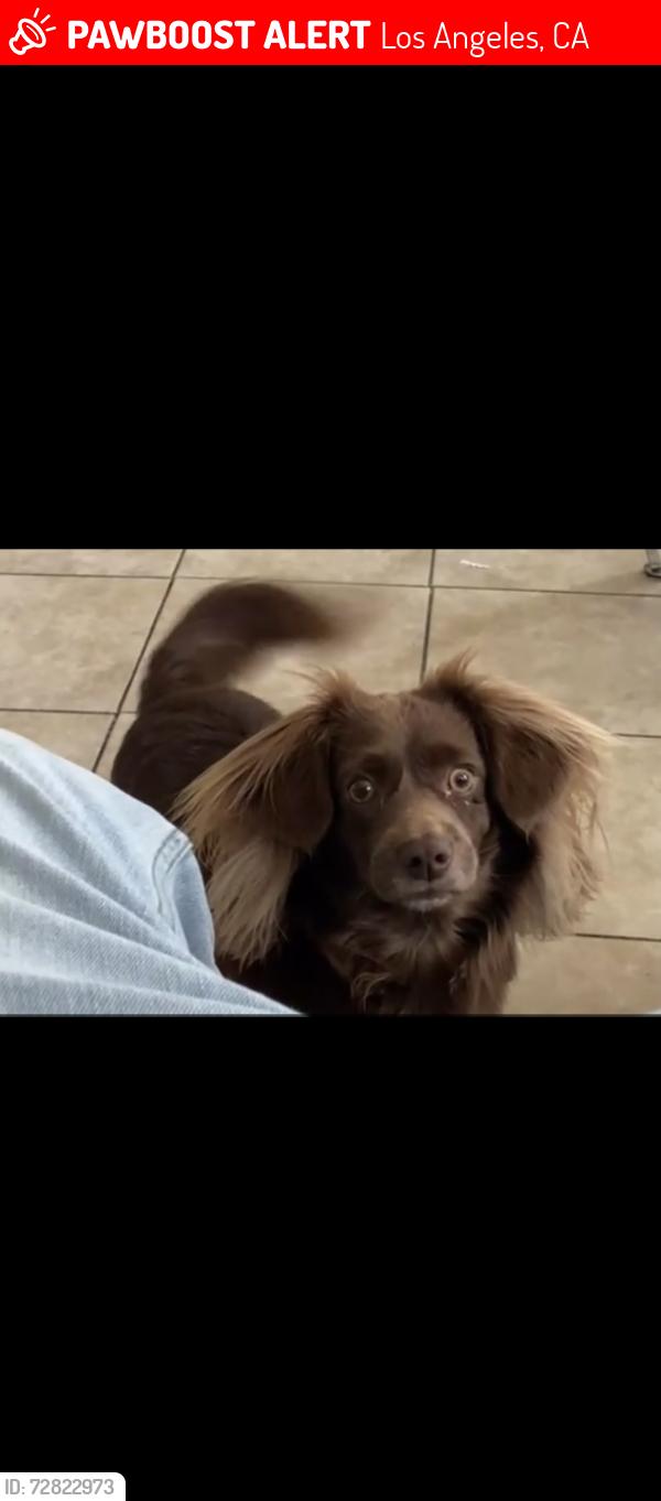 Lost Male Dog last seen 76th and grand , Los Angeles, CA 90003