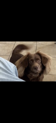 Lost Male Dog last seen 76th and grand , Los Angeles, CA 90003