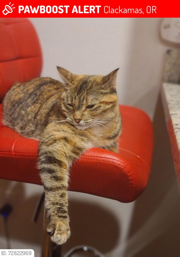 Lost Female Cat last seen Sunnyside 152nd and SE Bradford St, Clackamas, OR 97015