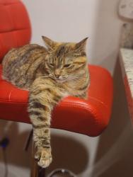 Lost Female Cat last seen Sunnyside 152nd and SE Bradford St, Clackamas, OR 97015