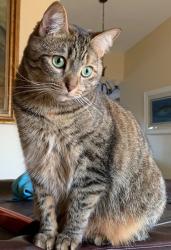 Lost Female Cat last seen Indian Bend and Hayden (south of Albertsons), Scottsdale, AZ 85250
