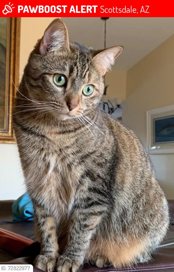 Lost Female Cat last seen Indian Bend and Hayden (south of Albertsons), Scottsdale, AZ 85250