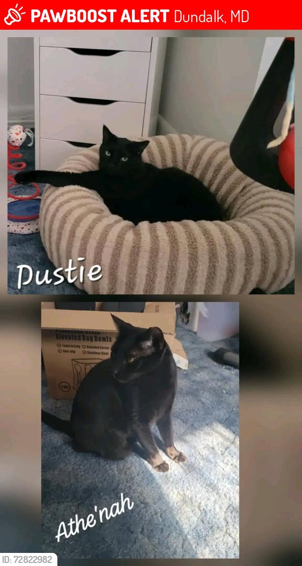 Lost Male Cat last seen Oakwood Rd & Parkwood Rd, Dundalk, MD 21222