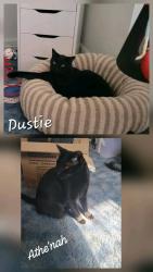 Lost Male Cat last seen Oakwood Rd & Parkwood Rd, Dundalk, MD 21222