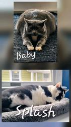 Lost Female Cat last seen Oakwood Rd & Parkwood Rd, Dundalk, MD 21222