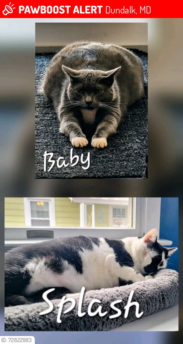 Lost Female Cat last seen Oakwood Rd & Parkwood Rd, Dundalk, MD 21222